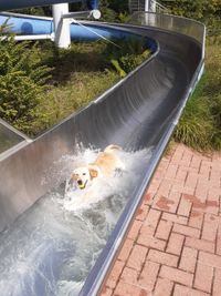 Hundeschwimmen-7